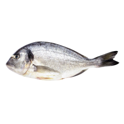 Dorado  800-1000g