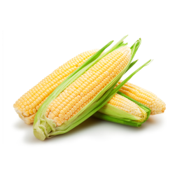 Sweet corn